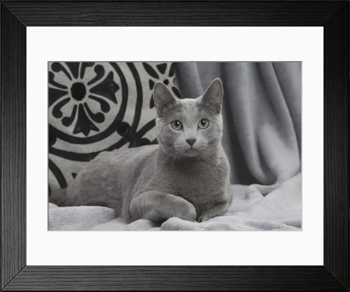 Framed Print : Picture No. 11771760 Framed Print : Picture No. 11771760