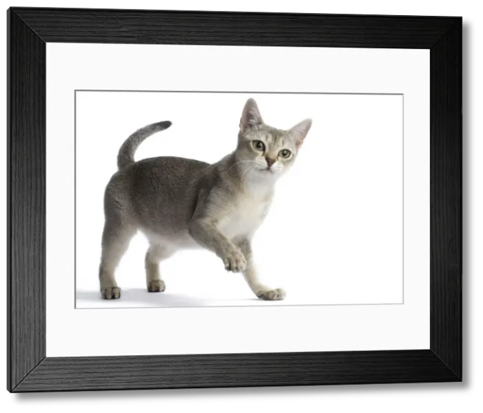Framed Print : Picture No. 11771764 Framed Print : Picture No. 11771764