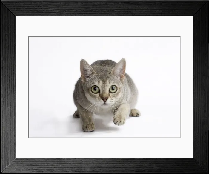Framed Print : Picture No. 11771763 Framed Print : Picture No. 11771763