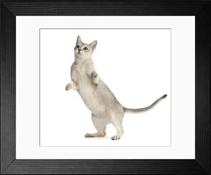 Framed Print : Picture No. 11771766 Framed Print : Picture No. 11771766