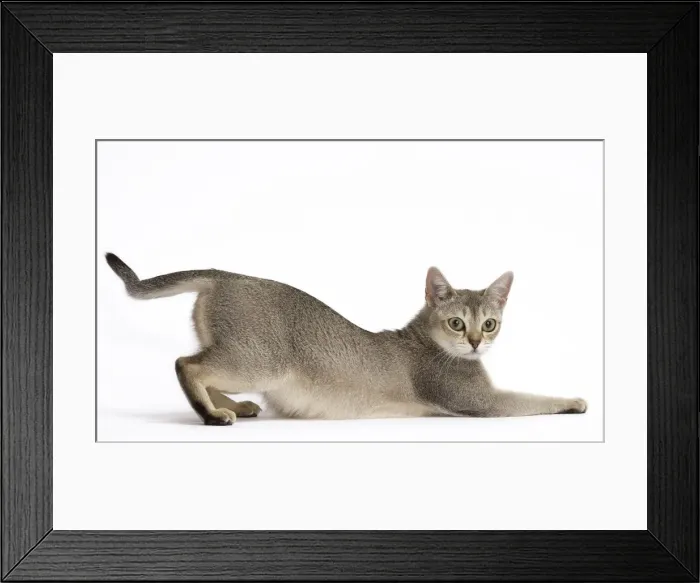 Framed Print : Picture No. 11771767 Framed Print : Picture No. 11771767
