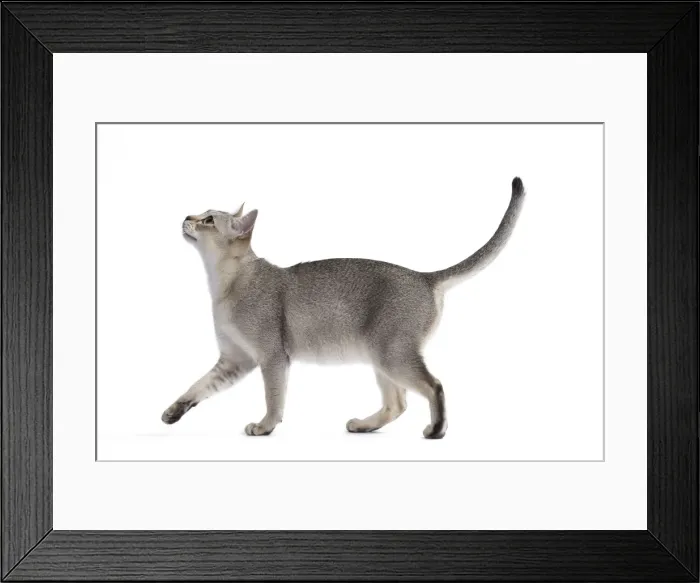 Framed Print : Picture No. 11771765 Framed Print : Picture No. 11771765