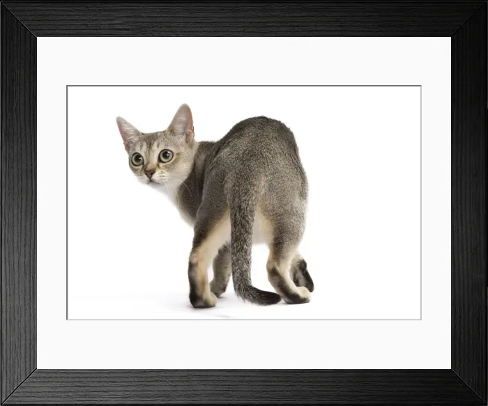 Framed Print : Picture No. 11771768 Framed Print : Picture No. 11771768