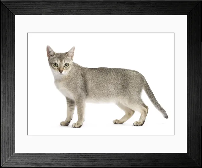 Framed Print : Picture No. 11771769 Framed Print : Picture No. 11771769