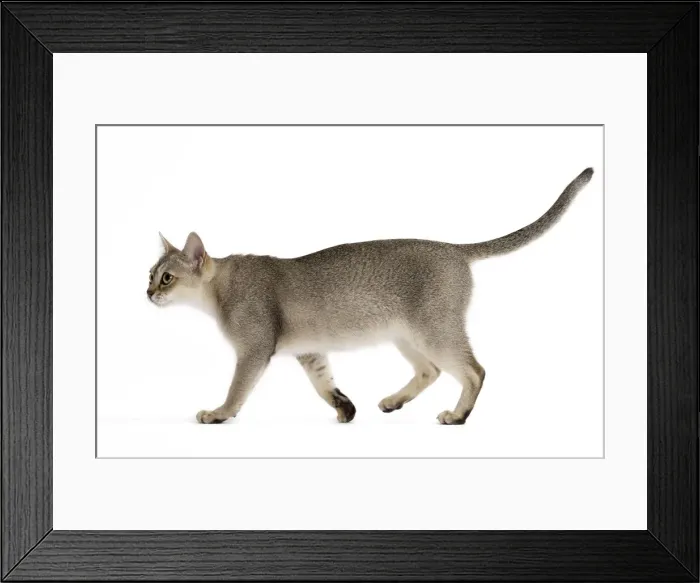 Framed Print : Picture No. 11771770 Framed Print : Picture No. 11771770