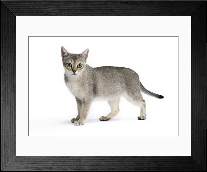 Framed Print : Picture No. 11771771 Framed Print : Picture No. 11771771