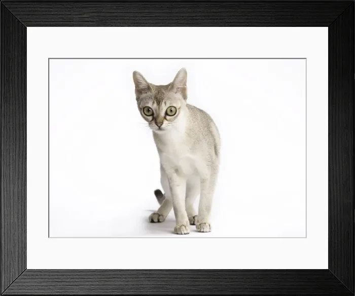 Framed Print : Picture No. 11771773 Framed Print : Picture No. 11771773