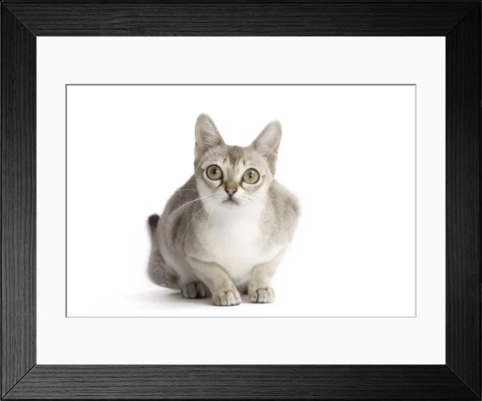 Framed Print : Picture No. 11771772 Framed Print : Picture No. 11771772