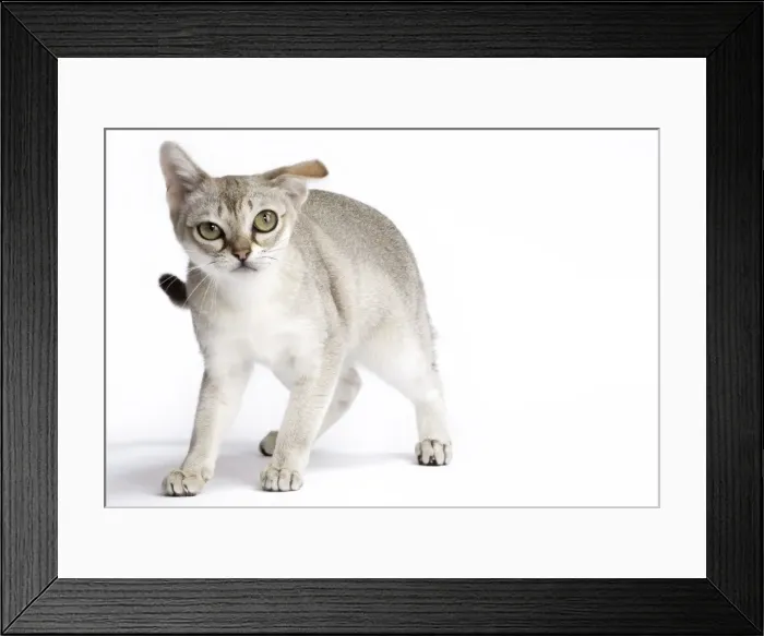 Framed Print : Picture No. 11771774 Framed Print : Picture No. 11771774