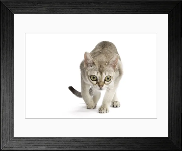 Framed Print : Picture No. 11771776 Framed Print : Picture No. 11771776