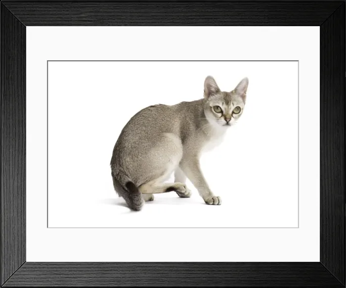 Framed Print : Picture No. 11771775 Framed Print : Picture No. 11771775