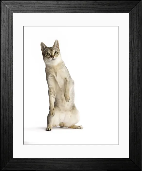 Framed Print : Picture No. 11771779 Framed Print : Picture No. 11771779