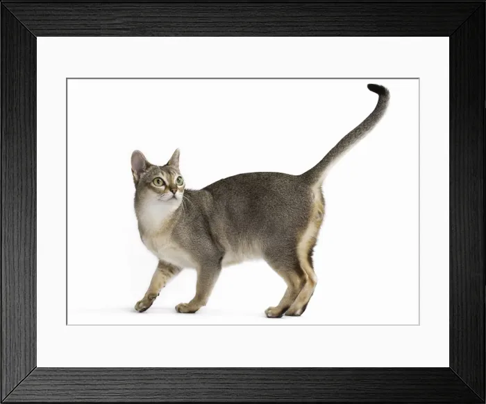 Framed Print : Picture No. 11771780 Framed Print : Picture No. 11771780