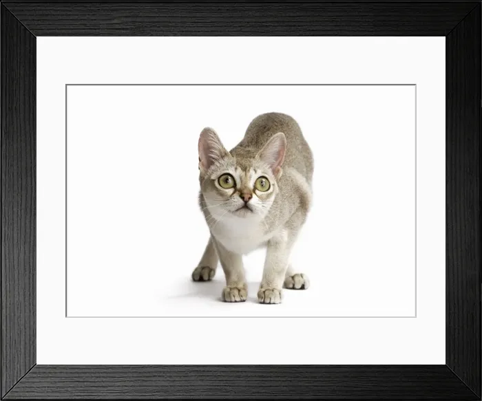 Framed Print : Picture No. 11771778 Framed Print : Picture No. 11771778