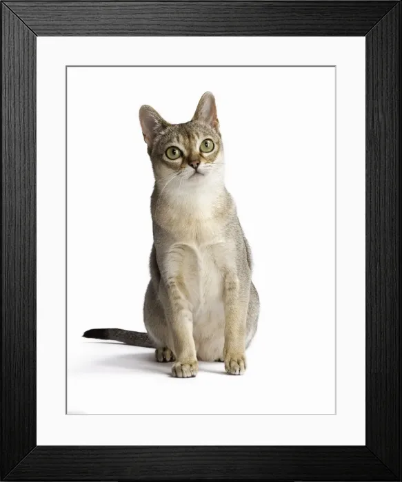 Framed Print : Picture No. 11771781 Framed Print : Picture No. 11771781