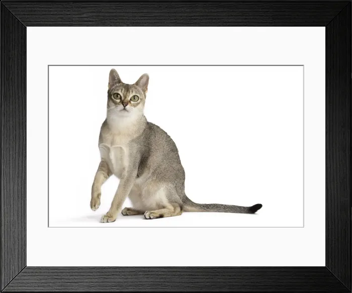 Framed Print : Picture No. 11771783 Framed Print : Picture No. 11771783