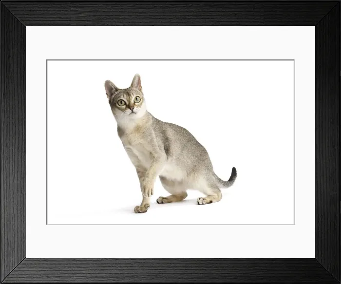 Framed Print : Picture No. 11771784 Framed Print : Picture No. 11771784