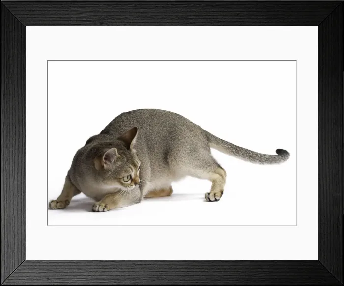 Framed Print : Picture No. 11771782 Framed Print : Picture No. 11771782