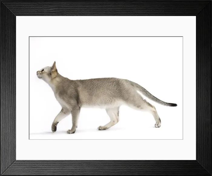 Framed Print : Picture No. 11771785 Framed Print : Picture No. 11771785