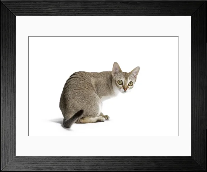 Framed Print : Picture No. 11771786 Framed Print : Picture No. 11771786