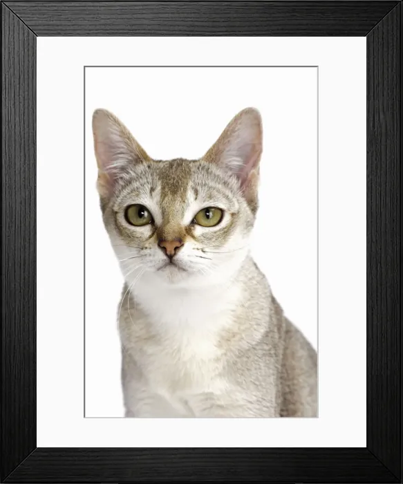 Framed Print : Picture No. 11771787 Framed Print : Picture No. 11771787