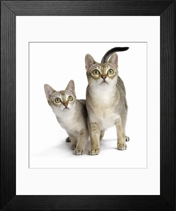 Framed Print : Picture No. 11771788 Framed Print : Picture No. 11771788