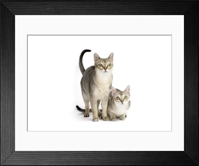 Framed Print : Picture No. 11771790 Framed Print : Picture No. 11771790