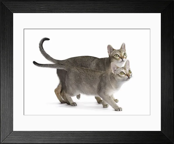 Framed Print : Picture No. 11771791 Framed Print : Picture No. 11771791