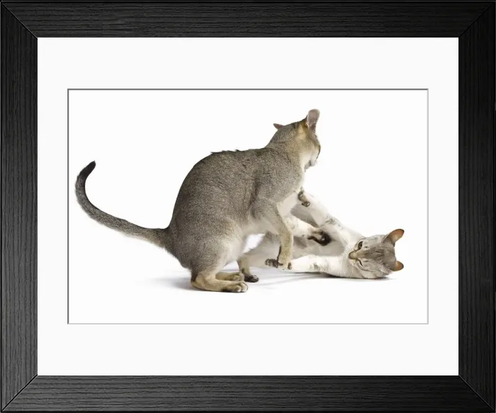 Framed Print : Picture No. 11771789 Framed Print : Picture No. 11771789