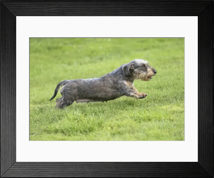 Framed Print : Picture No. 11771795 Framed Print : Picture No. 11771795