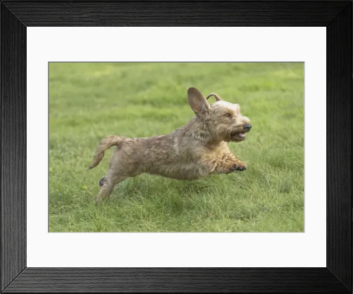 Framed Print : Picture No. 11771797 Framed Print : Picture No. 11771797