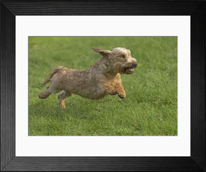 Framed Print : Picture No. 11771798 Framed Print : Picture No. 11771798