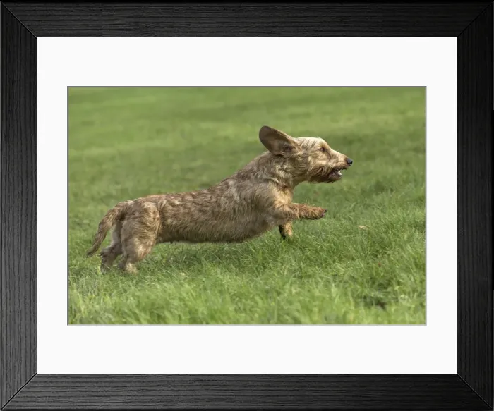 Framed Print : Picture No. 11771799 Framed Print : Picture No. 11771799