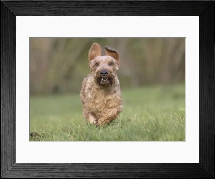 Framed Print : Picture No. 11771801 Framed Print : Picture No. 11771801