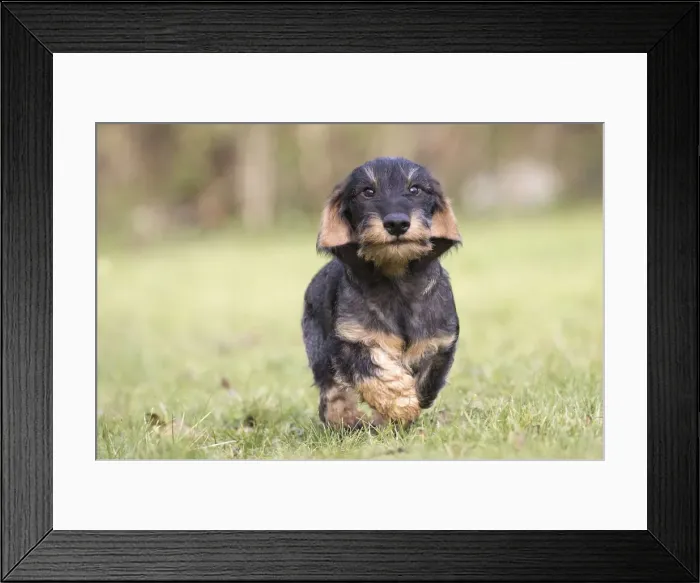 Framed Print : Picture No. 11771803 Framed Print : Picture No. 11771803