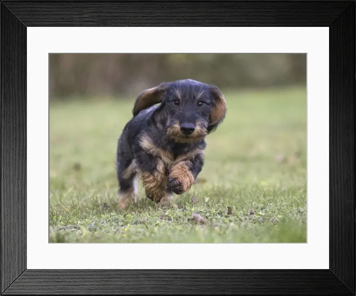 Framed Print : Picture No. 11771804 Framed Print : Picture No. 11771804