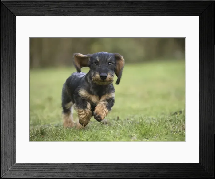 Framed Print : Picture No. 11771806 Framed Print : Picture No. 11771806