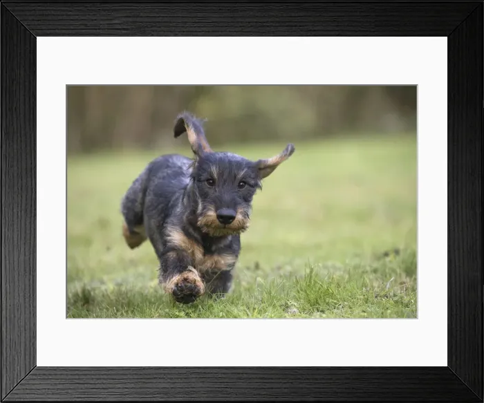 Framed Print : Picture No. 11771807 Framed Print : Picture No. 11771807