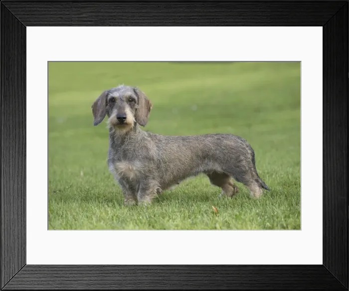Framed Print : Picture No. 11771809 Framed Print : Picture No. 11771809