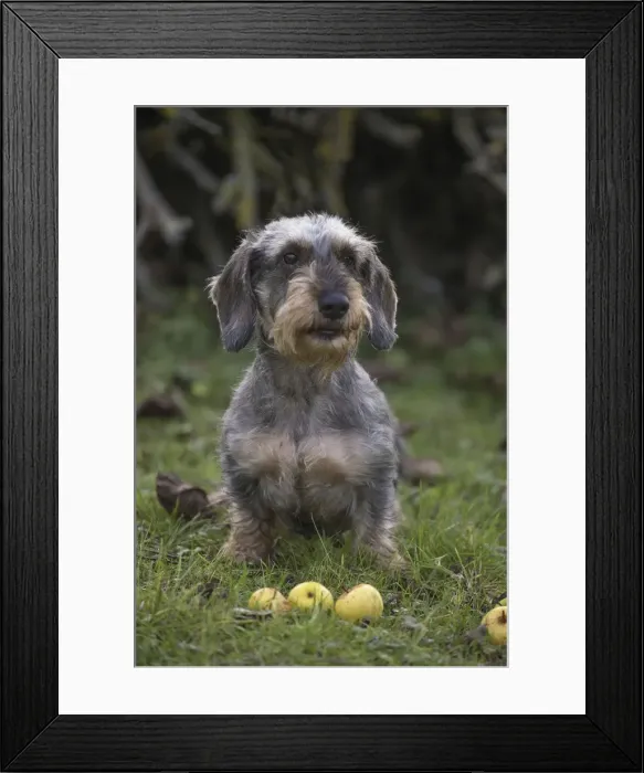 Framed Print : Picture No. 11771810 Framed Print : Picture No. 11771810