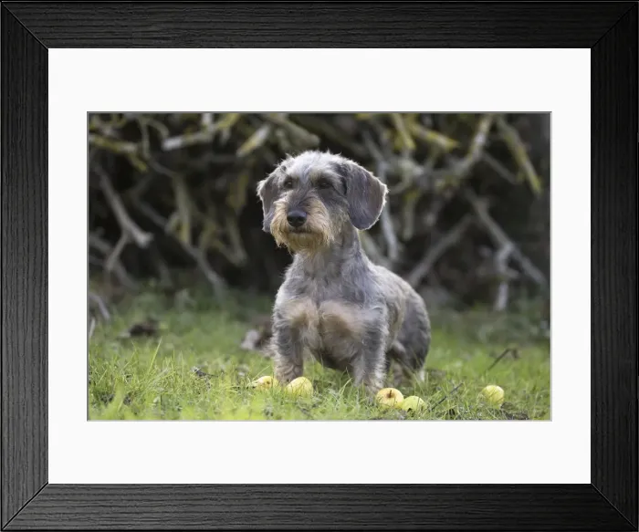 Framed Print : Picture No. 11771811 Framed Print : Picture No. 11771811