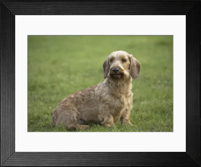 Framed Print : Picture No. 11771812 Framed Print : Picture No. 11771812