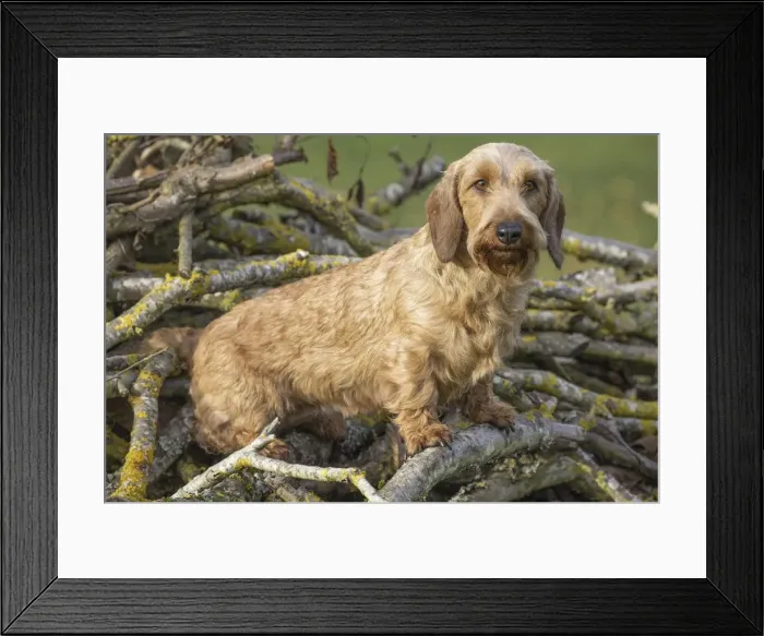 Framed Print : Picture No. 11771813 Framed Print : Picture No. 11771813