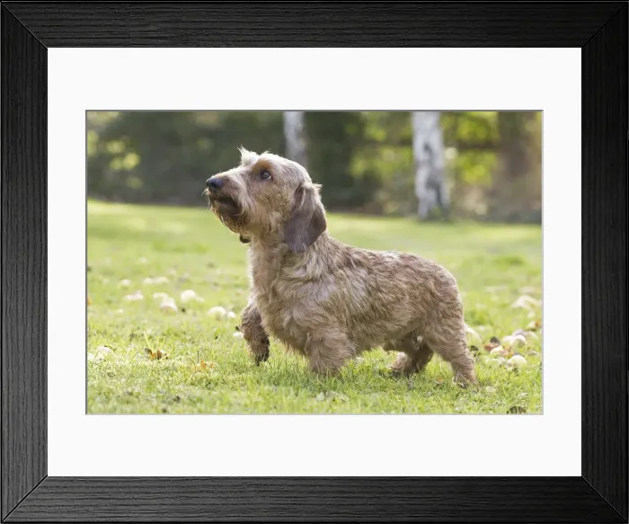 Framed Print : Picture No. 11771814 Framed Print : Picture No. 11771814