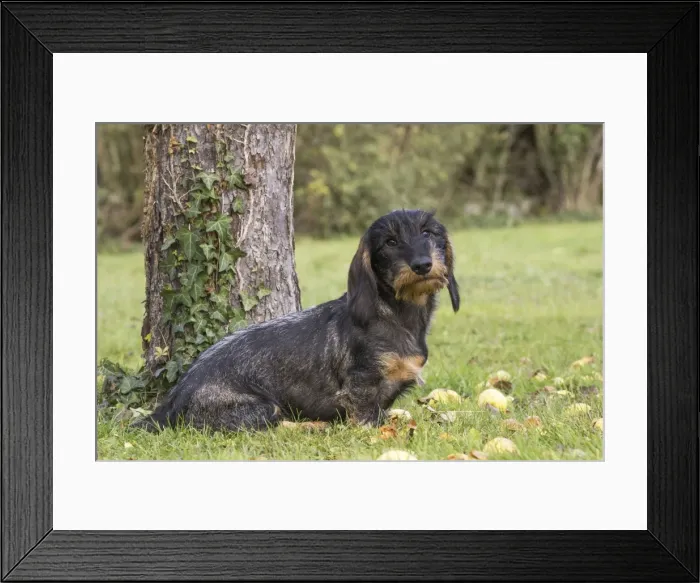 Framed Print : Picture No. 11771815 Framed Print : Picture No. 11771815