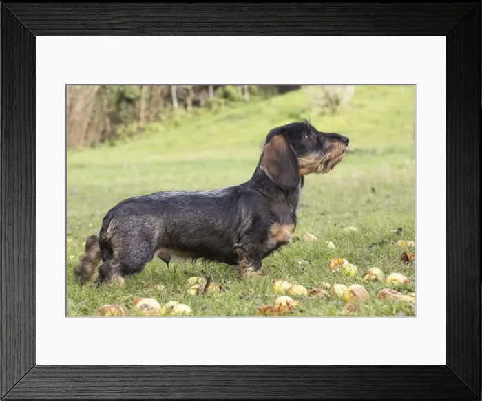 Framed Print : Picture No. 11771816 Framed Print : Picture No. 11771816