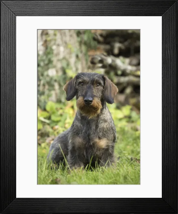 Framed Print : Picture No. 11771819 Framed Print : Picture No. 11771819