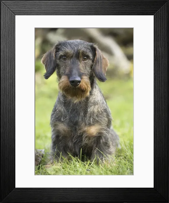 Framed Print : Picture No. 11771820 Framed Print : Picture No. 11771820
