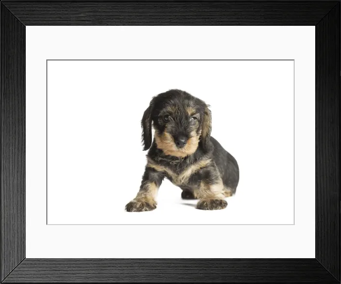 Framed Print : Picture No. 11771821 Framed Print : Picture No. 11771821