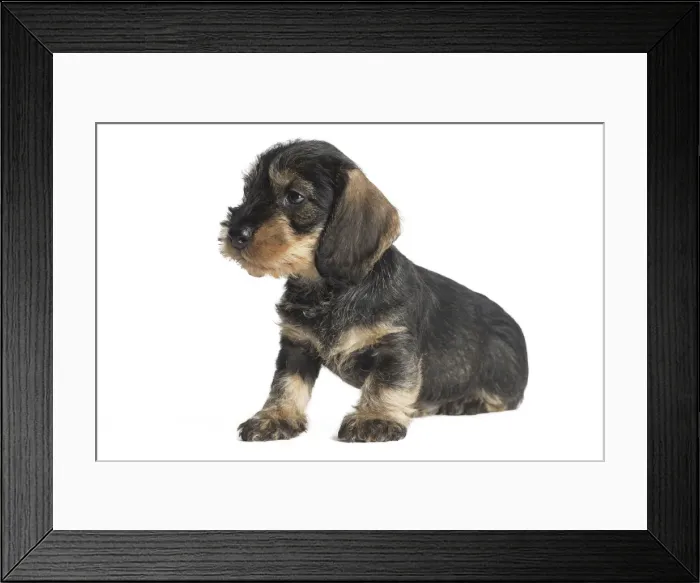 Framed Print : Picture No. 11771822 Framed Print : Picture No. 11771822